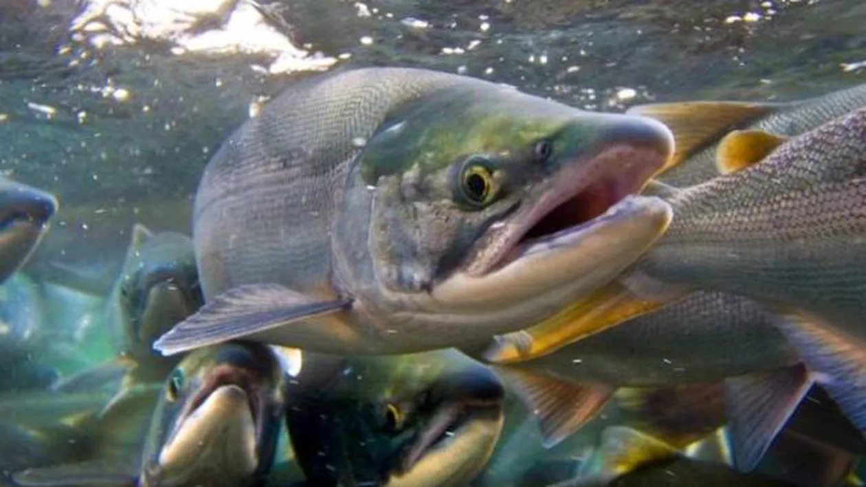 MAREA ELIBERARE! Peste 32.000 de somoni au ”evadat” de la o fermă piscicolă din sudul statului Chile