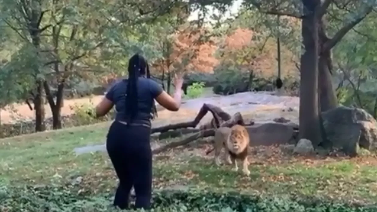 O femeie a sărit în îngrăditură unui leu dintr-o grădină zoologică pentru a dansa şi a-i face cu mâna (VIDEO)