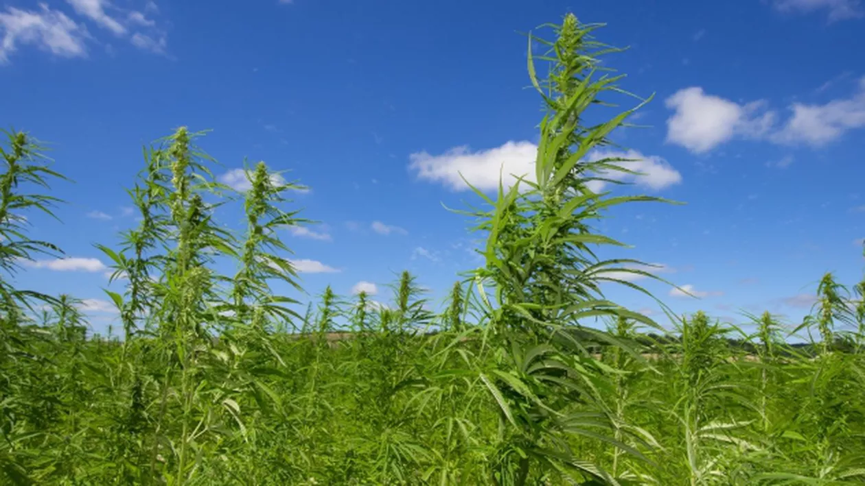 Duios, cannabis-ul creștea: Plante de PATRU METRI la Bistrița Năsăud! Într-un final, DIICOT-ul le-a văzut...