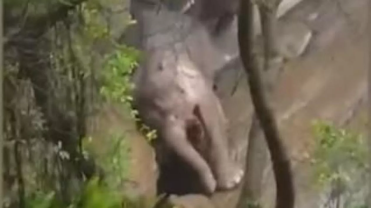 IMAGINILE DURERII! Șase elefanți au MURIT încercând să salveze un pui. Turiștii au rămas împietriți de durere (VIDEO)