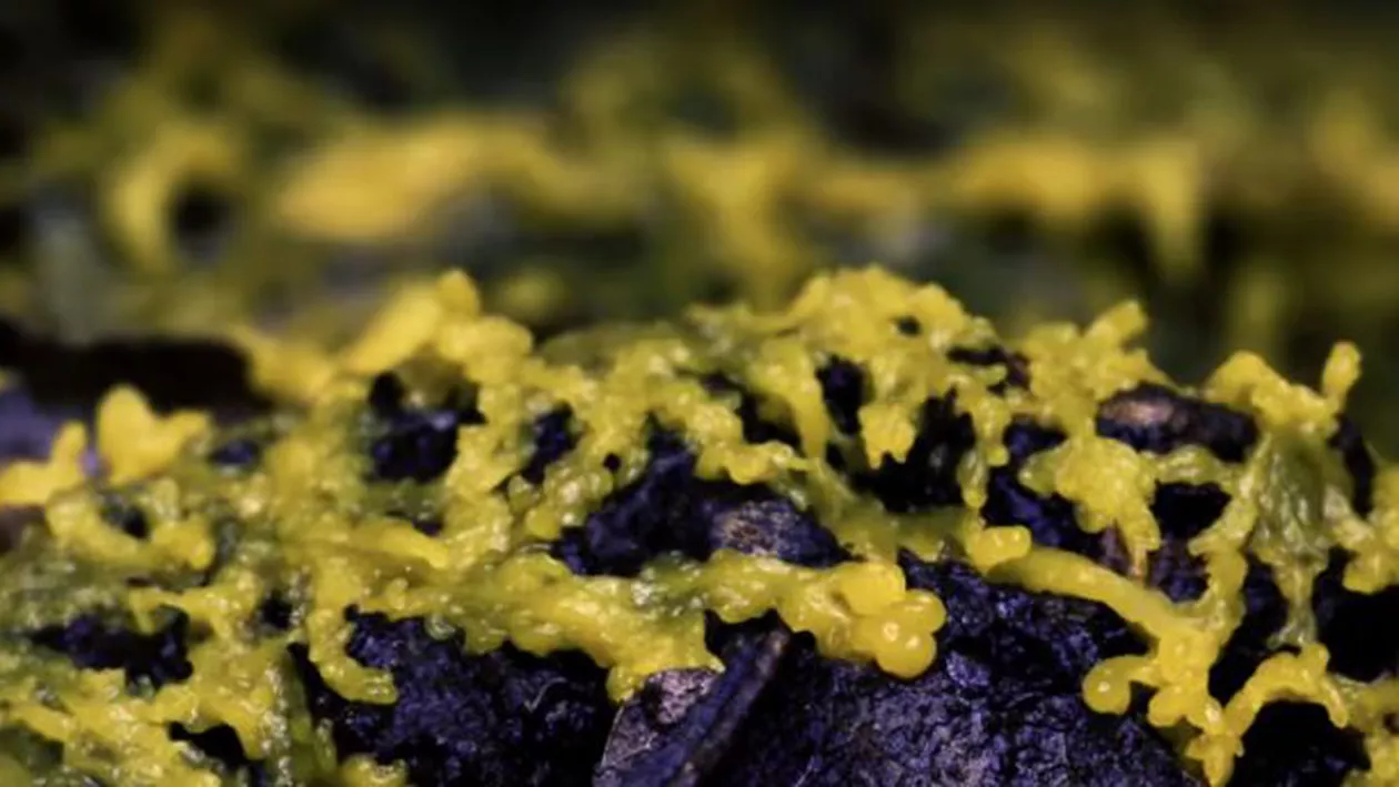 E fără creier, are 720 de sexe și se vindecă singur în două minute! Cea mai nouă specie descoperită pe planetă i-a lăsat mască pe oamenii de știință: Organismul pare să vină din filmele HORROR(VIDEO)