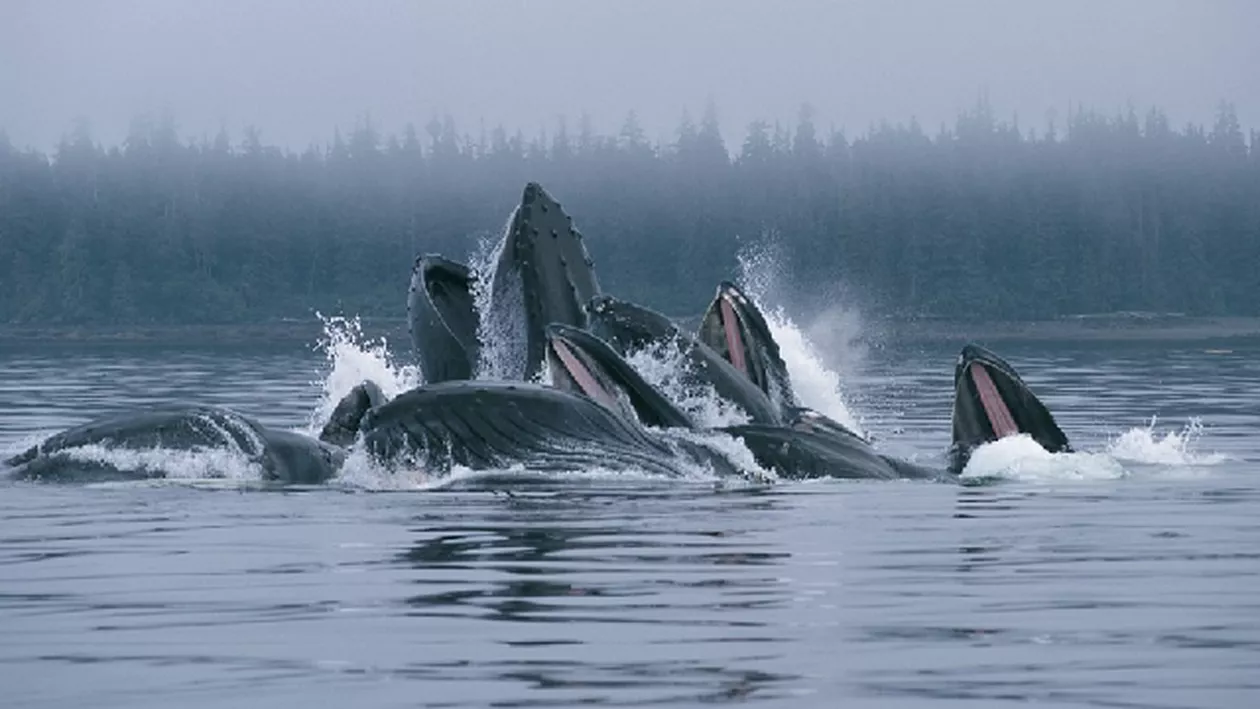 Un grup de balene a fost surprins prinzând pești cu ajutorul unor 'plase' din bule de aer (VIDEO)