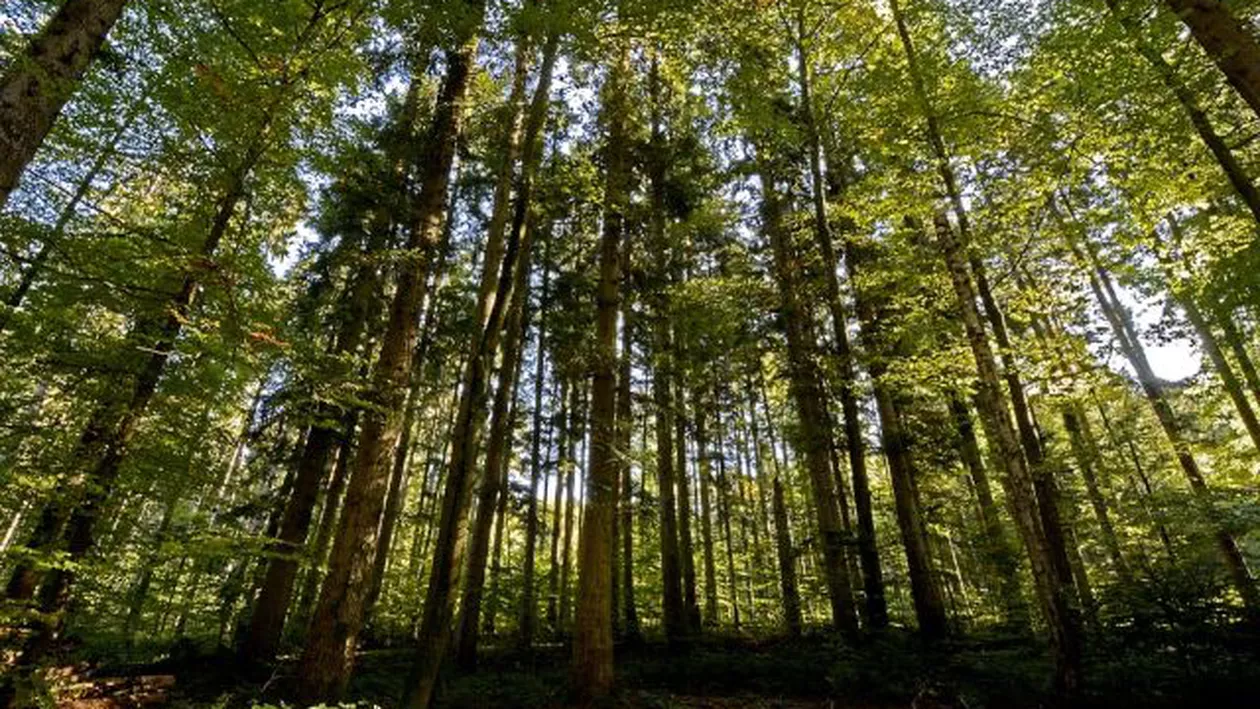 Replica directorului general Romsilva, după ce angajații din Serviciul Juridic l-au acuzat că a prejudiciat statul în dosarul privind retrocedarea a peste 43 de hectare de pădure
