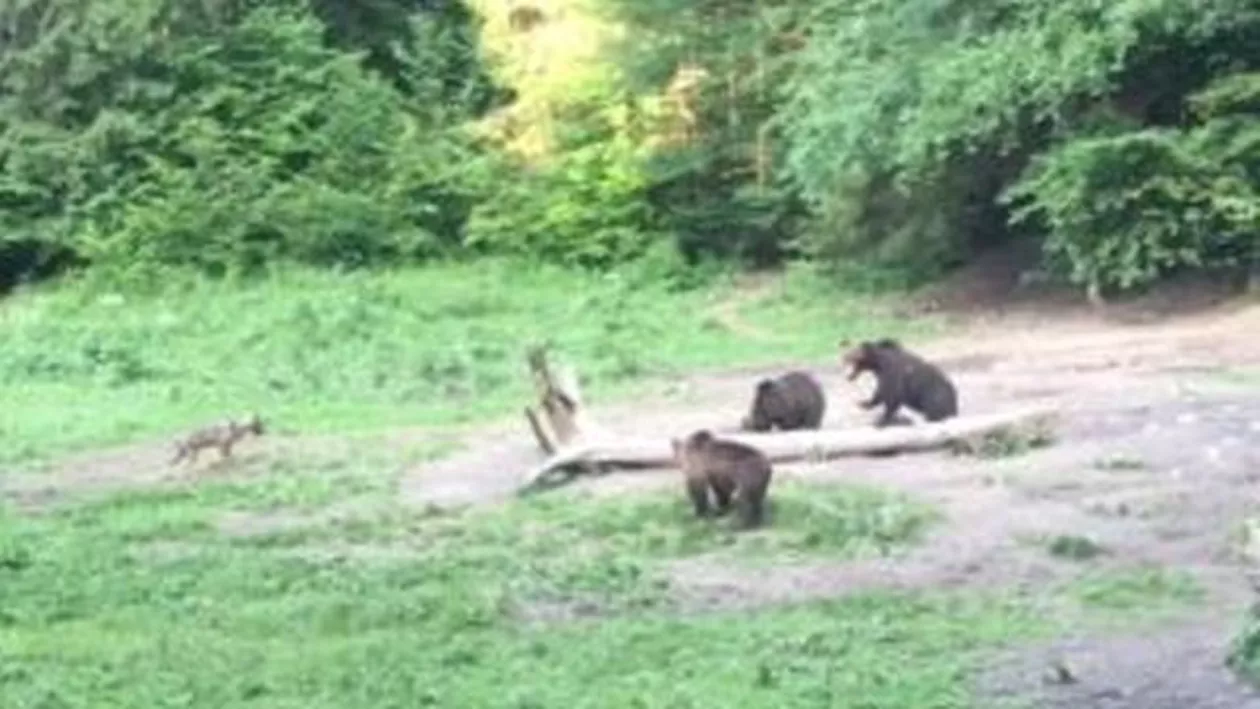 Imagini de excepție cu animalele sălbatice filmate în pădurile din Brașov (VIDEO)