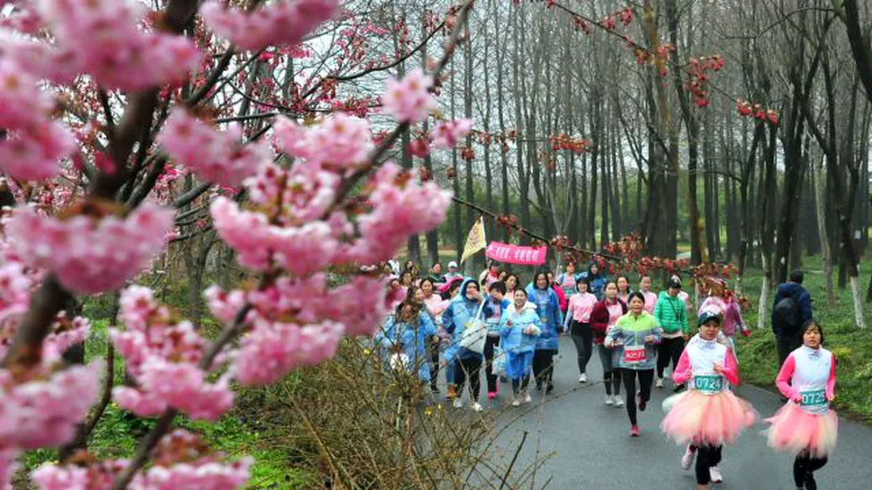 SCANDAL MONSTRU ÎN JAPONIA! Sărbătoarea înfloririi cireșilor, ANULATĂ
