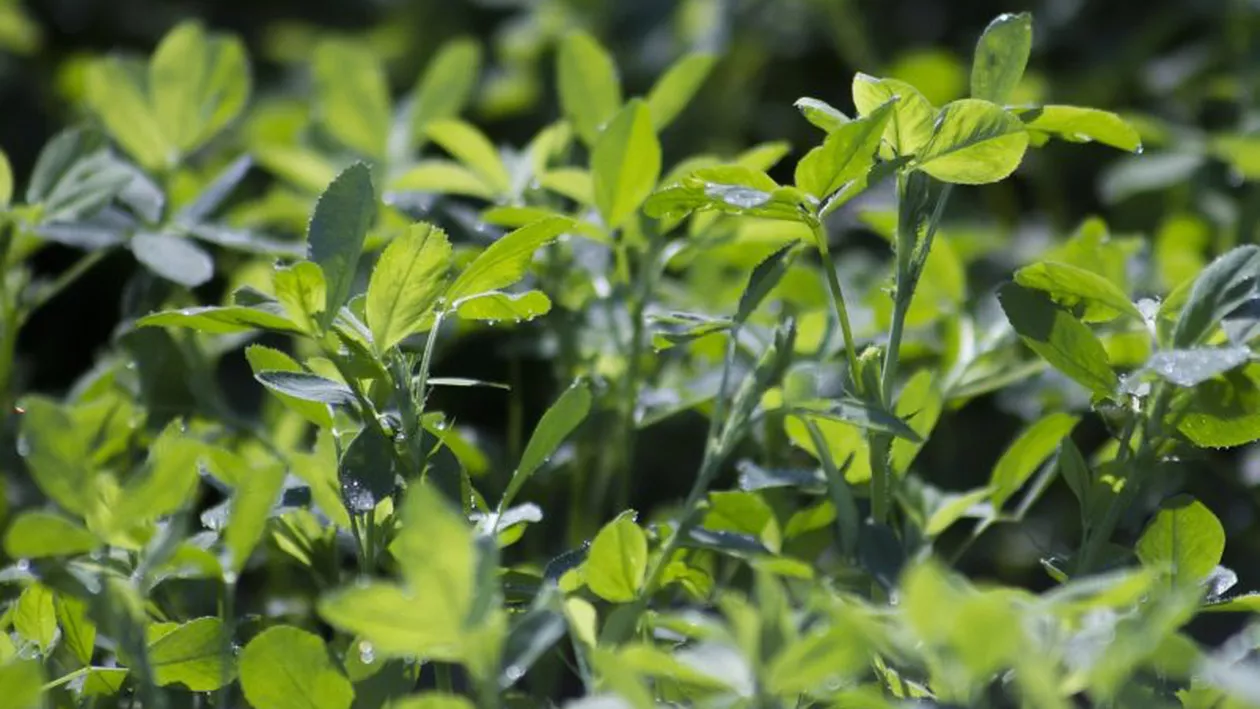 Investițiile și inovațiile agricole din Insula Mare a Brăilei primesc recunoaștere europeană
