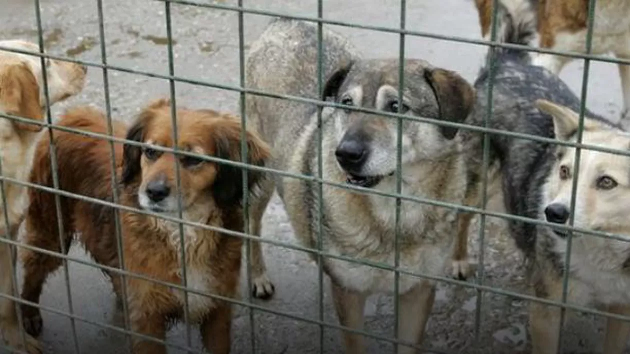 Concert caritabil pentru salvarea animalelor, vineri, în București