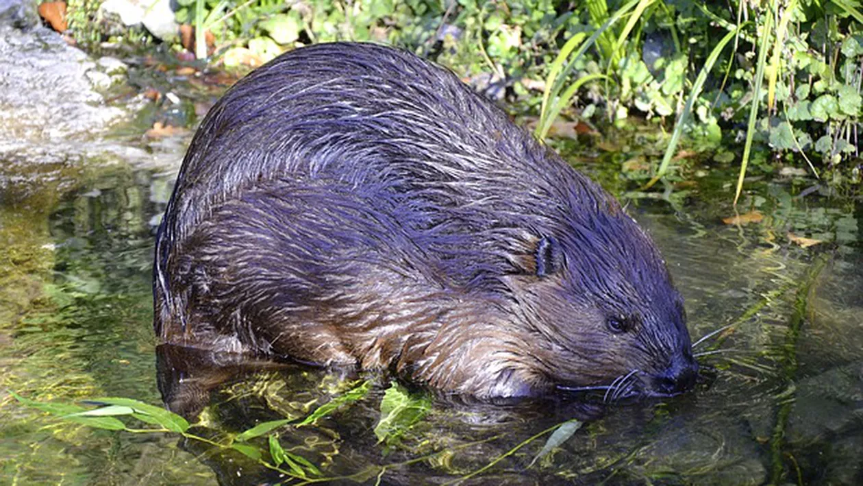 Marea Britanie reintroduce castorii pentru a se apăra de inundații: Rozătoarele au dispărut din râurile arhipelagului încă din secolul al XVI-lea