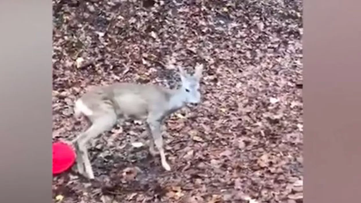 Căprioară rătăcită într-un cartier din Râmnicu Vâlcea, salvată de jandarmi (VIDEO)