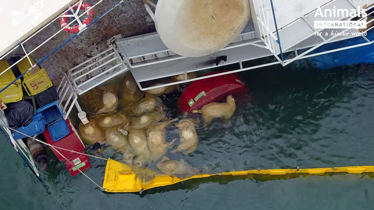 EXCLUSIV // De ce s-ar fi sistat operațiunile de salvare a celor peste 14.000 de oi din nava scufundată în Portul Midia. Animal Internațional: Asiguratorul poate considera că operațiunea de salvare este mai scumpă decât viața animalelor (FOTO, VIDEO)