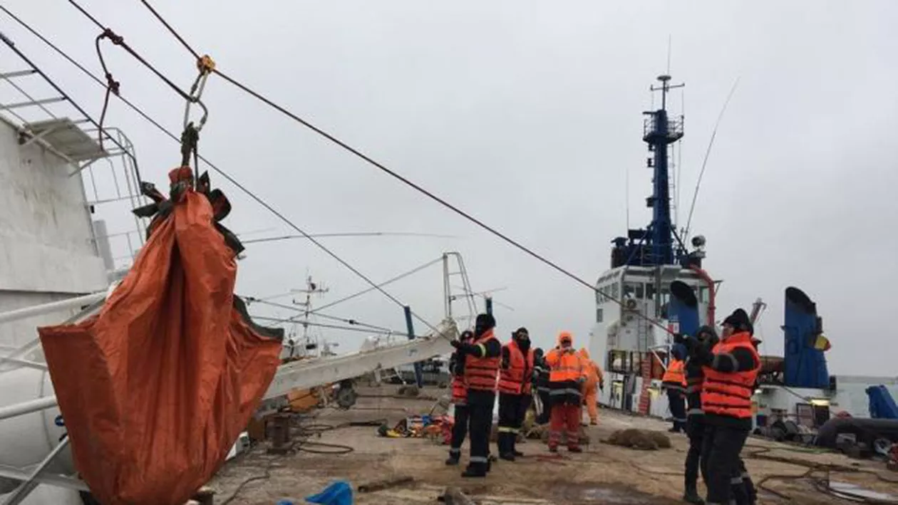 Letea Wild Horses, apel pentru salvarea oilor din Portul Midia: Vom face tot ce e omenește posibil să le găsim tuturor un loc unde să trăiască liniștite până la sfârșitul vieților
