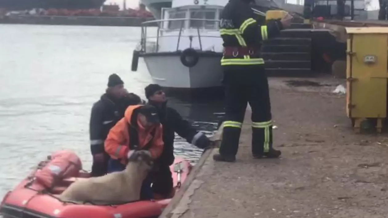 Continuă operațiunile de salvare în Portul Midia: 230 de oi au fost aduse la țărm până acum