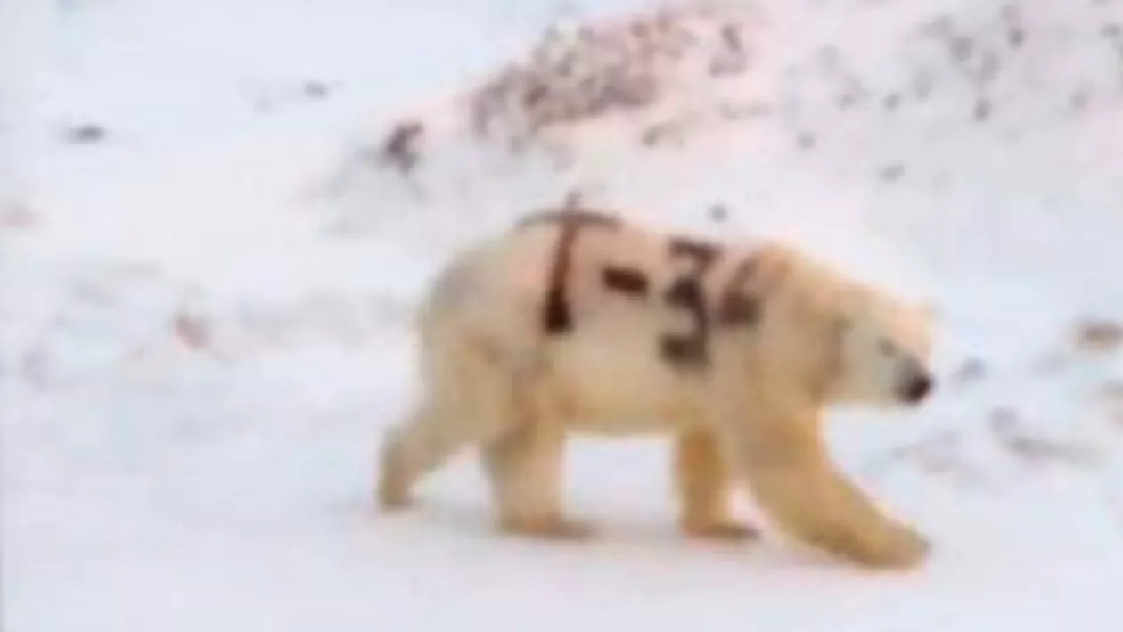 Un urs polar din Rusia a fost batjocorit de oameni cu vopsea (VIDEO)