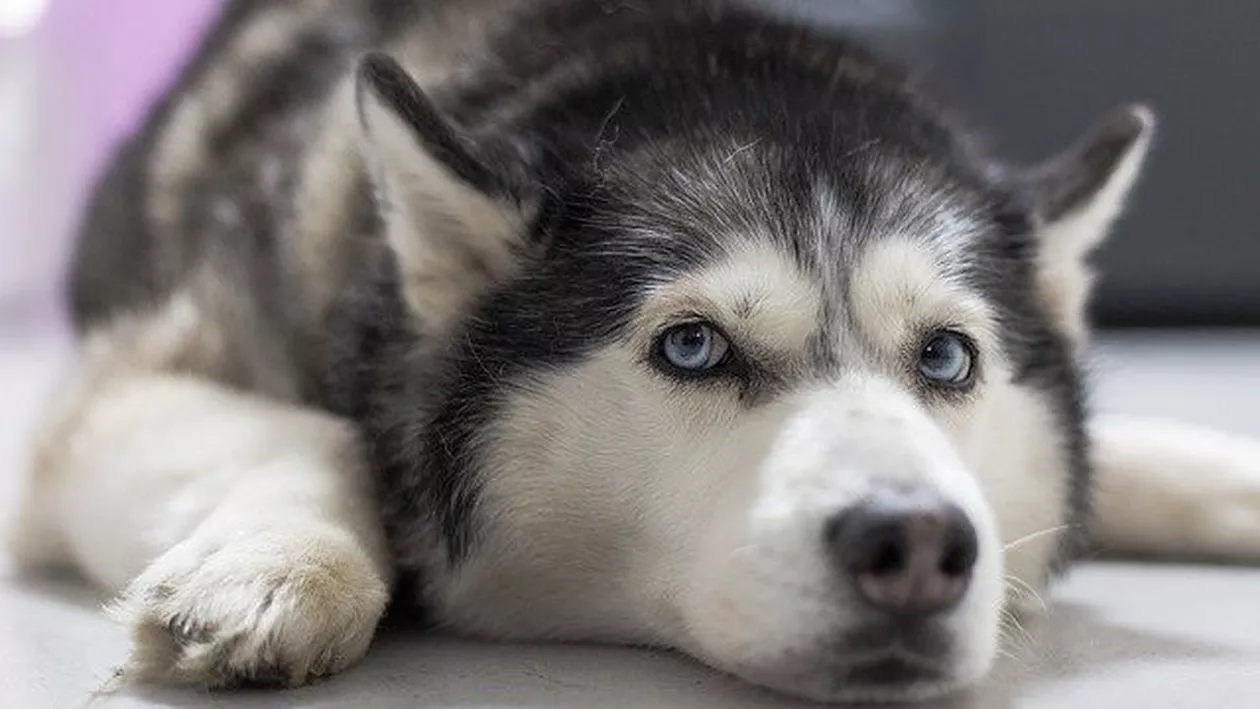 Caz INCREDIBIL în Marea Britanie! Un husky a provocat un incendiu. Cum a fost posibil...