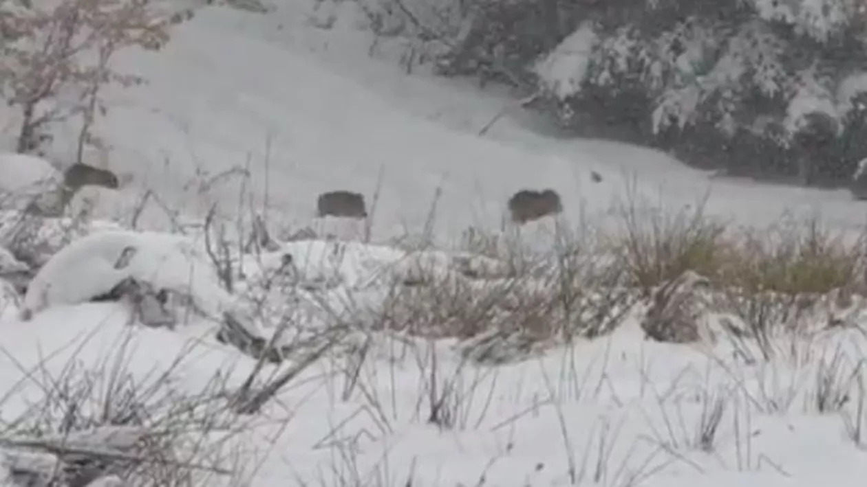 Viralul zilei! O turmă de 18 mistreți surprinsă în timp ce intra în pădure! Imagini rare (VIDEO)