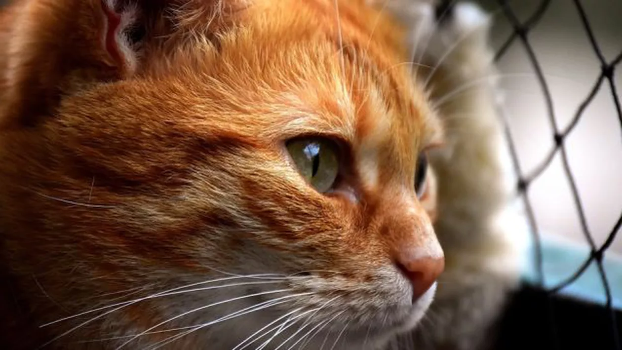 O pisică a supravieţuit 12 zile într-un container pe o navă de marfă. Din Israel, a ajuns cu bine în Marea Britanie