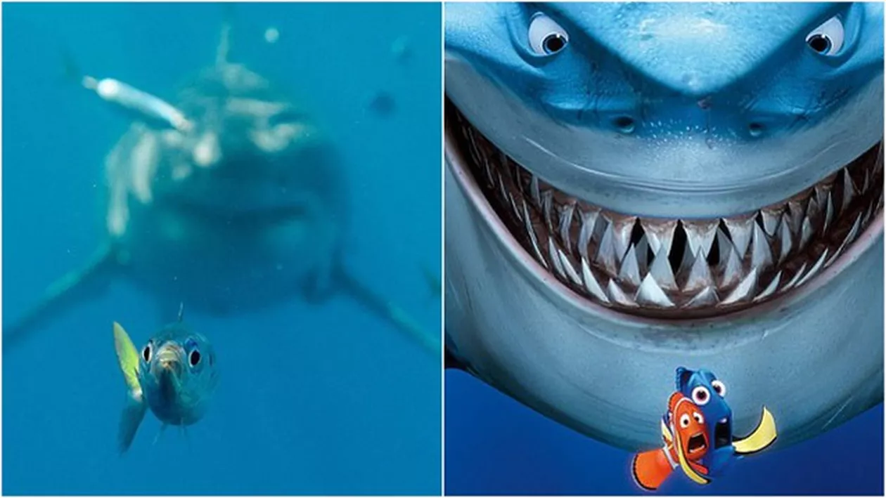 Poza zilei: Momentul rupt ca din 'Finding Nemo' în care un peştișor este urmărit de un rechin (FOTO