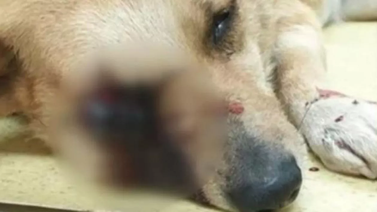 Cruzime de neimaginat: Câine în stare gravă după ce mai mulți bărbați i-au băgat o petardă în gură