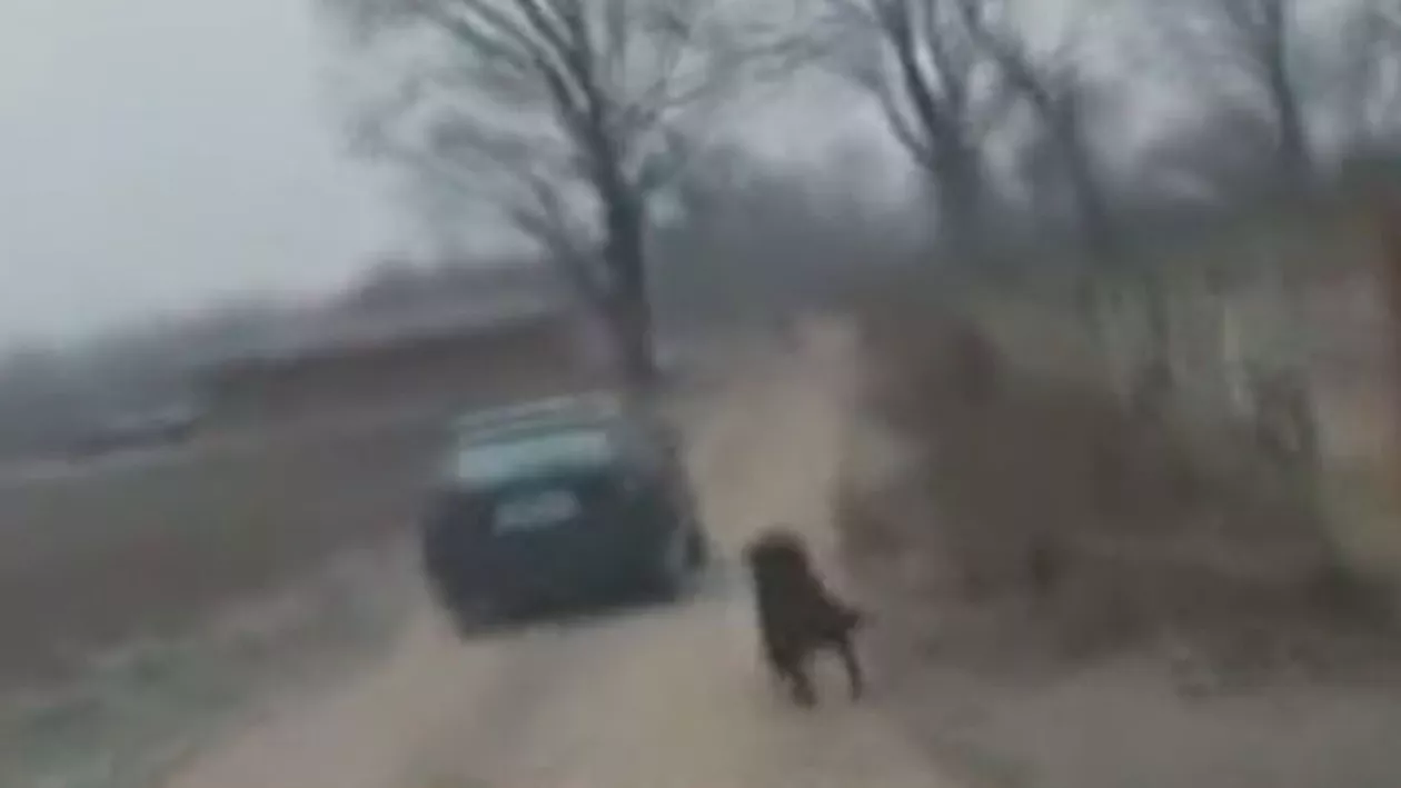 Imagini revoltăroare: Câine legat de o mașină și târât pe un drum din Alba (VIDEO)
