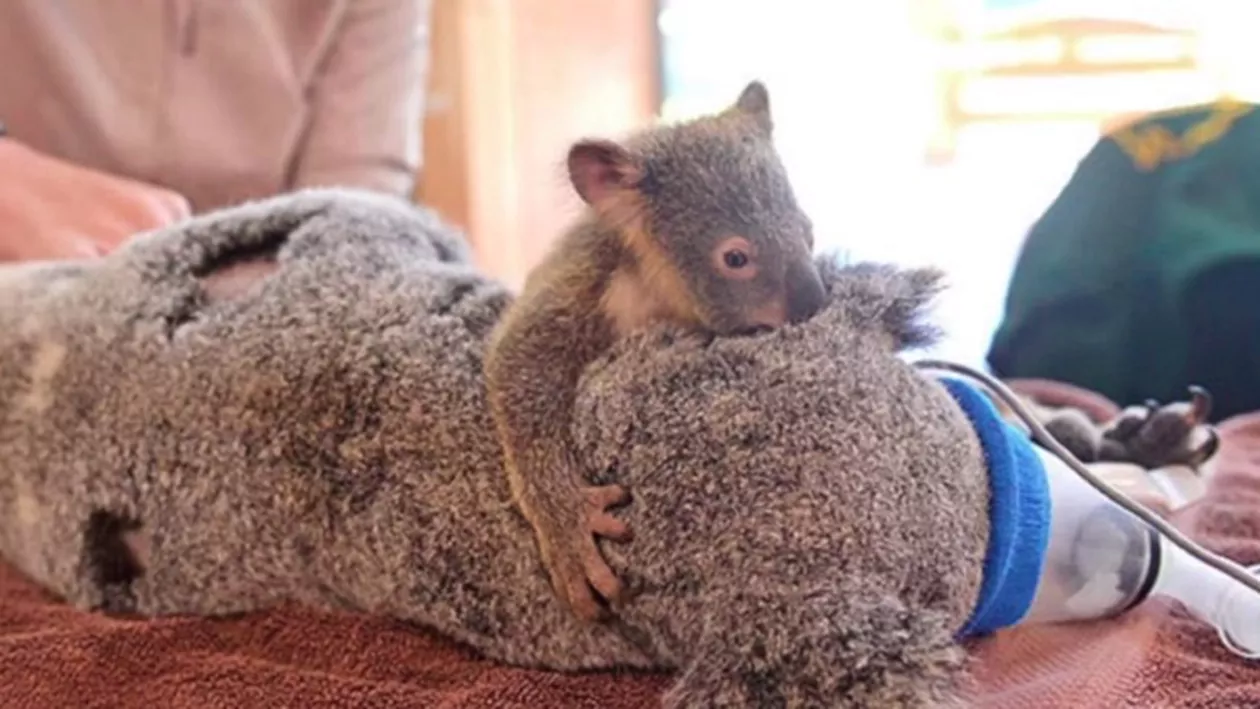 Zeci de urşi koala, salvaţi şi îngrijiţi într-o şcoală din Australia (VIDEO)