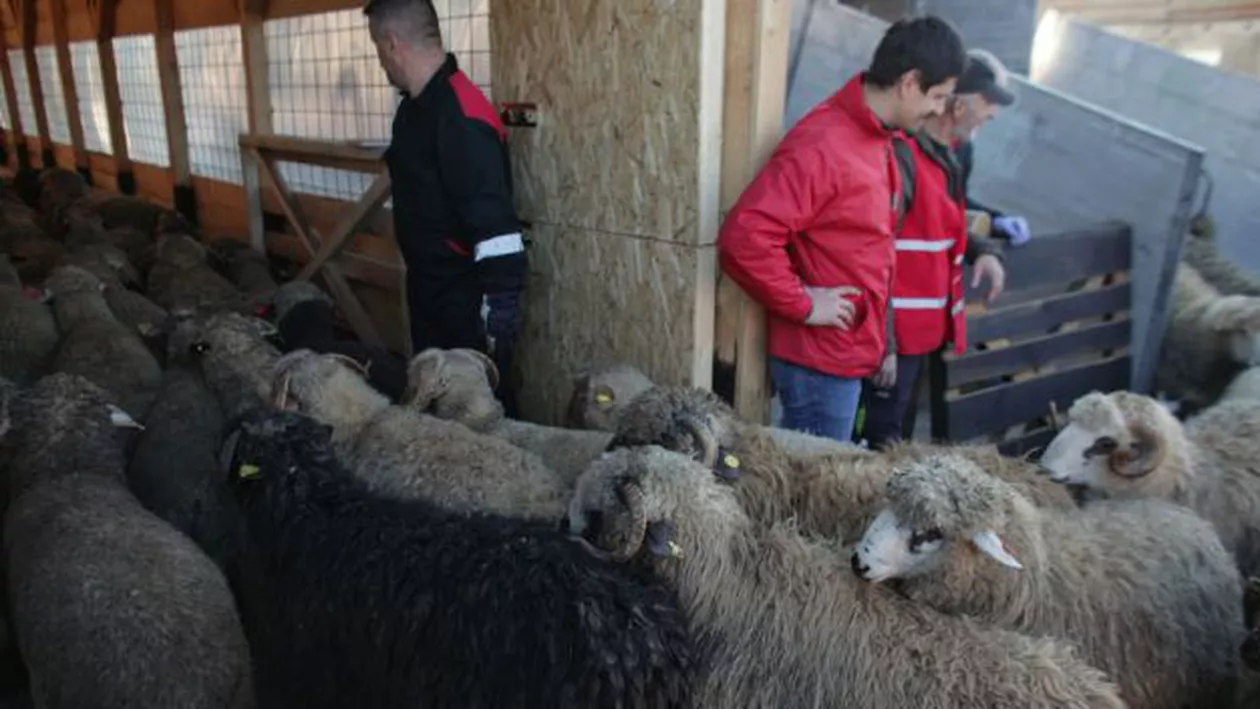 Cele 180 de oi salvate de pe nava scufundată în portul Midia au ajuns la un adăpost din Ilfov. ANSVSA: Animalele nu vor putea fi comercializate sau abatorizate