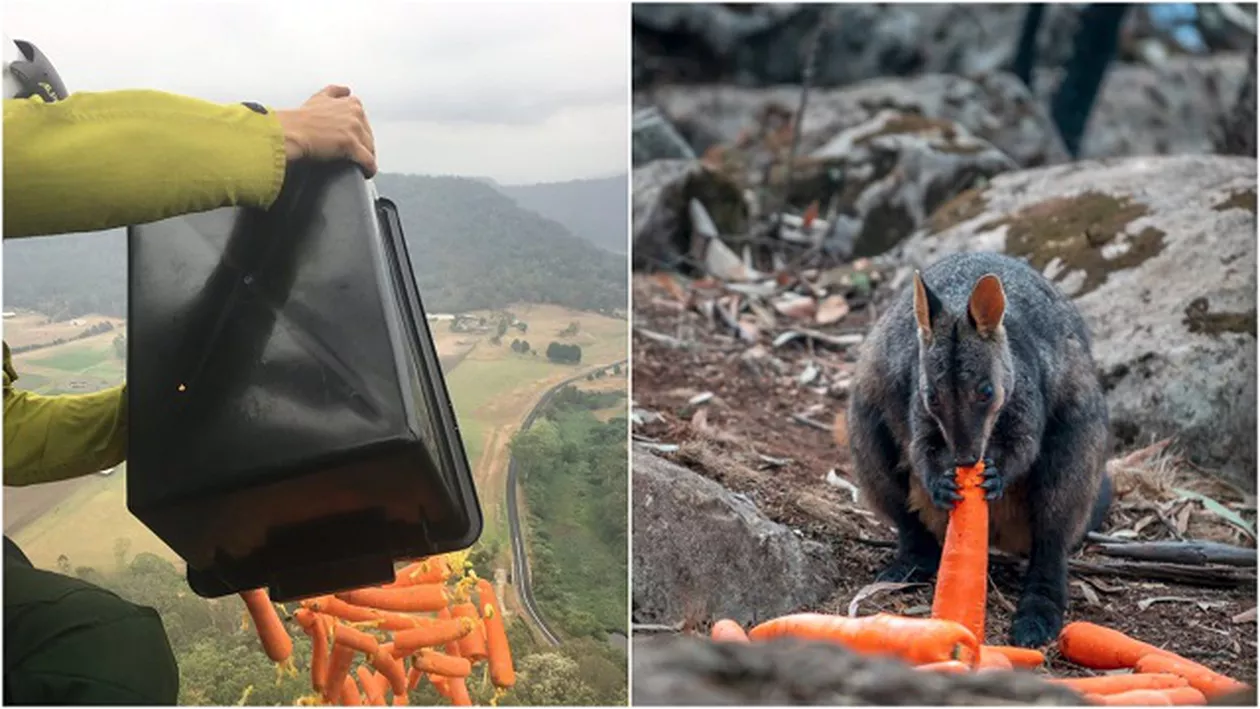 Mii de kilograme de mâncare, aruncate din elicopter pentru a hrăni animalele afectate de incendiile din Australia (GALERIE FOTO)