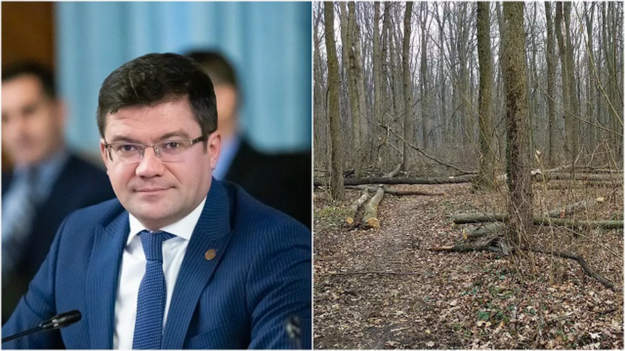 Ministrul Mediului va efectua controlul promis la pădurea Băneasa. Va verifica legalitatea tăierilor