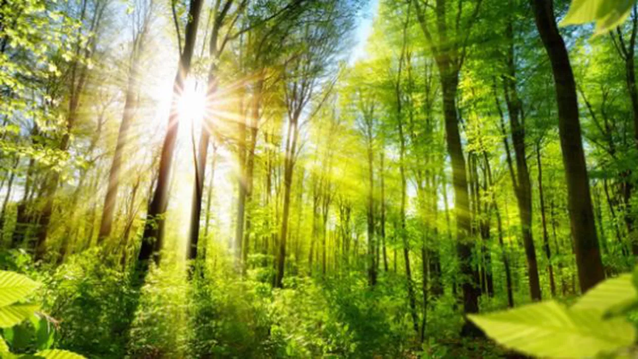 Salvarea biodiversității: Parlamentul European solicită obiective obligatorii la nivel global și european
