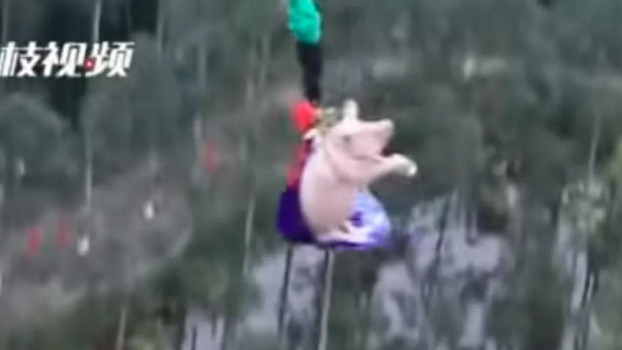 Avalanșă de critici la un parc tematic din China: Un porc a fost aruncat în gol de la 68 de metri, pentru testarea unui sistem de bungee jumping (VIDEO)
