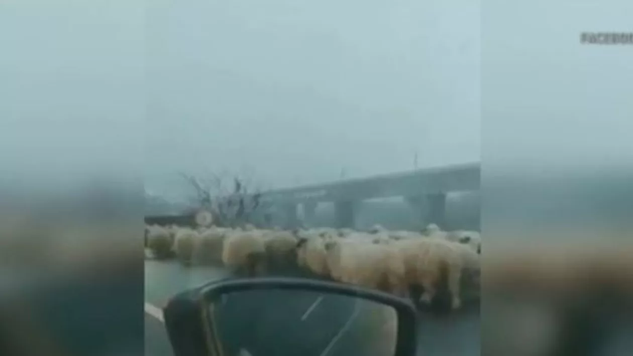 Autostrada Soarelui, blocată de... oi: O turmă însoțită de un cioban a traversat podul de la Cernavodă (VIDEO)