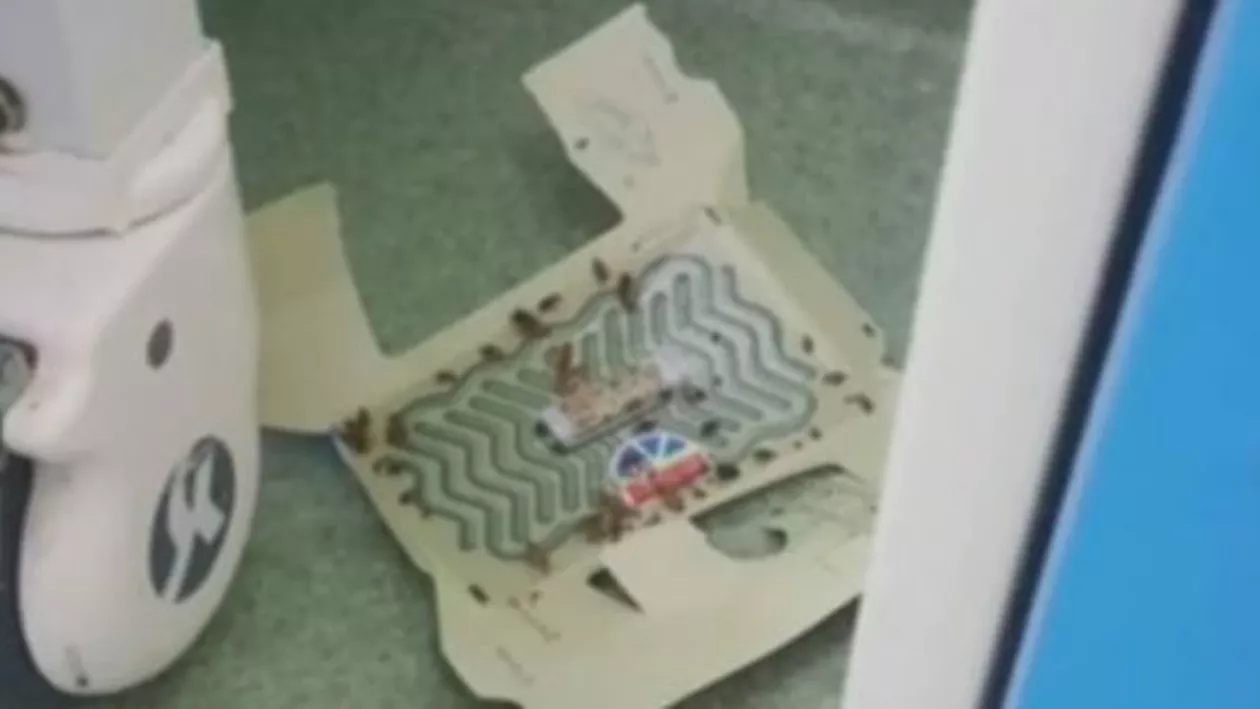 Gândaci la Pediatrie, în Focșani. „Ca la ghenă!!”. Reacția unității medicale (VIDEO)