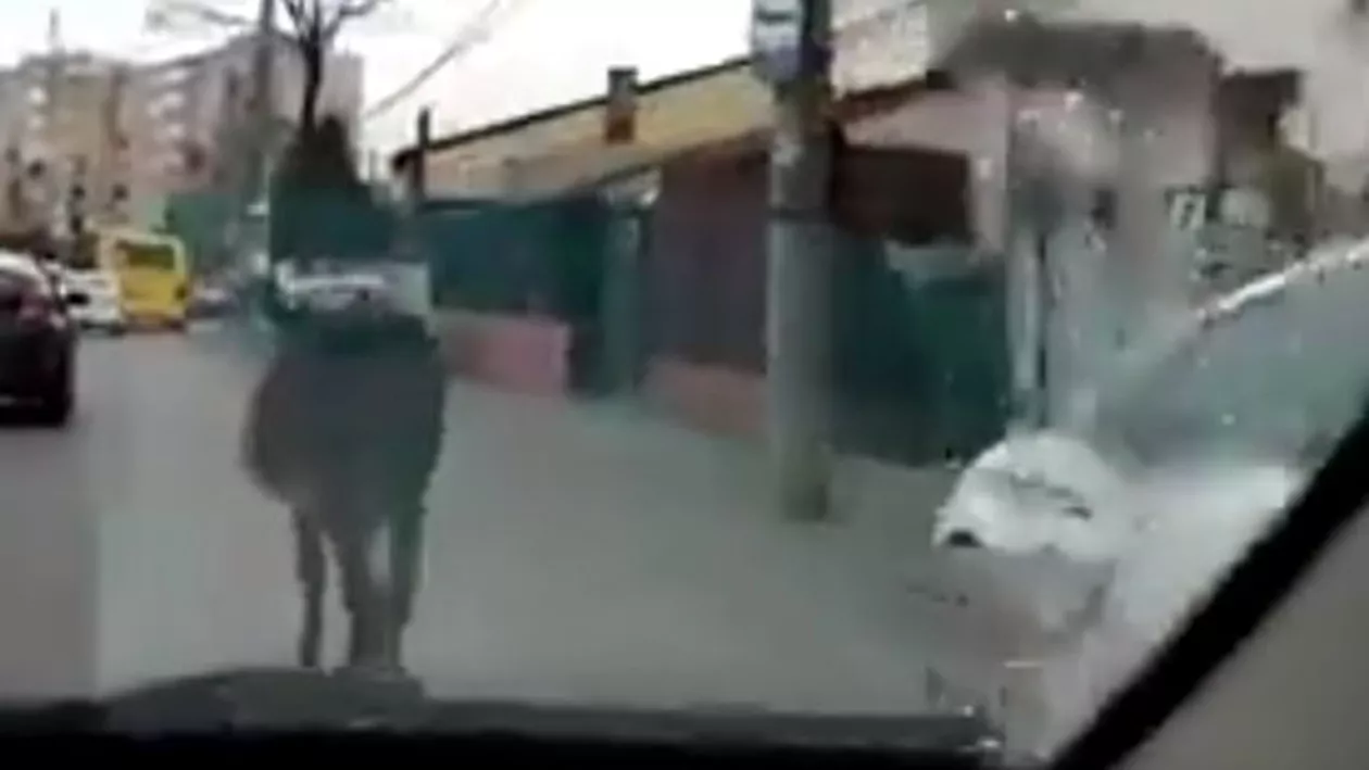 Situație HALUCINANTĂ în Ploiești: Un MĂGAR a blocat traficul (VIDEO)