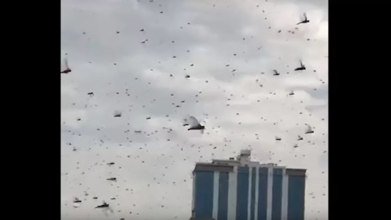 Invazie de proporții biblice în Bahrain: Roiuri uriașe de LĂCUSTE au acoperit în totalitate cerul și au semănat panica (VIDEO)