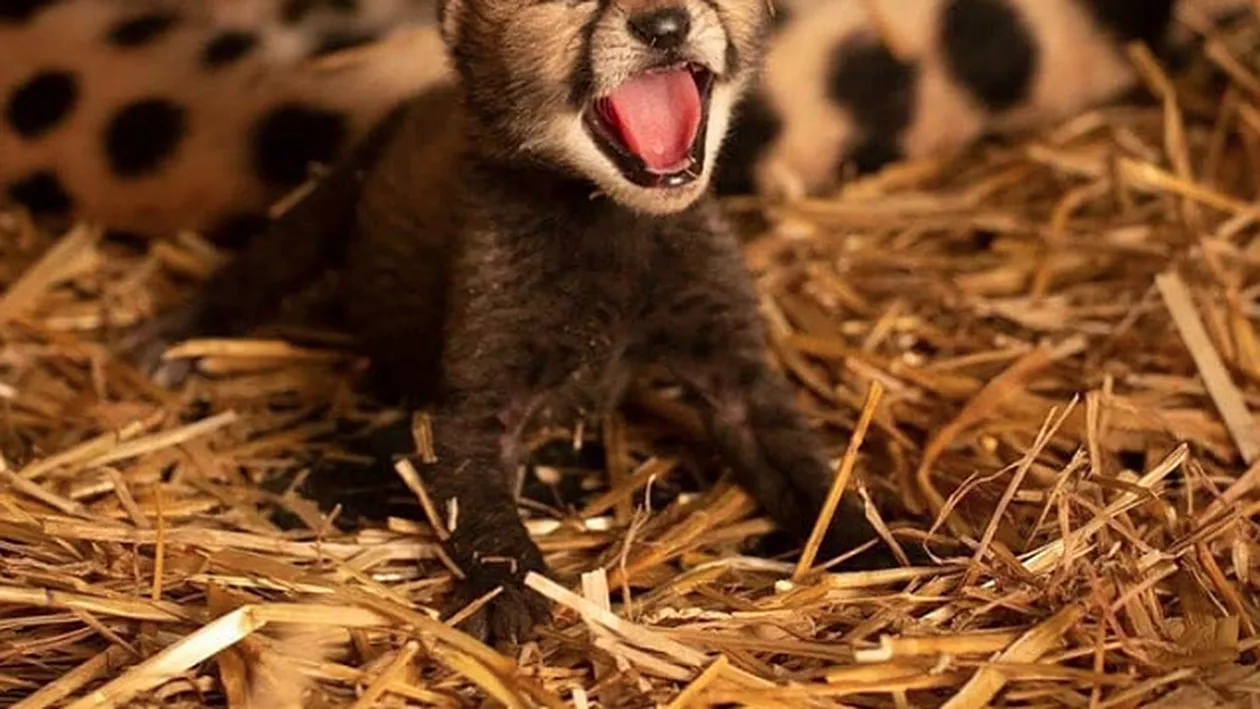 Puii de gheparzi care au făcut istorie la o grădină zoologică, ca parte dintr-un program de creștere a populației (VIDEO)