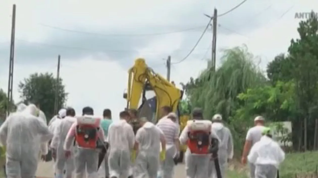 Focar de pestă porcină lângă Timișoara. Măsurile dure luate de autorități (VIDEO)