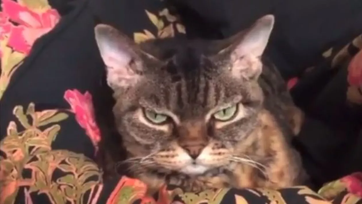 Grumpy Barbara, noua senzație a internetului. Pisica are zeci de mii de fani (VIDEO)