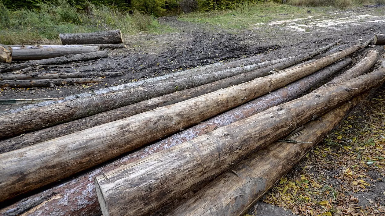 În plină pandemie de coronavirus, la Ocolul Silvic Brad s-au tăiat ilegal zeci de arbori. Pădurarul, arestat la domiciliu
