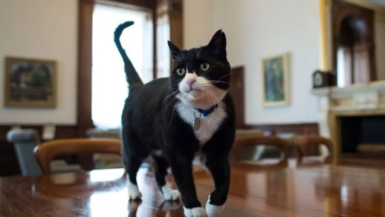 Coronavirus | Dintre animalele de companie, cele mai expuse sunt pisicile / La o grădină zoologică din New York mai multe animale au simptome de infectare cu Covid 19