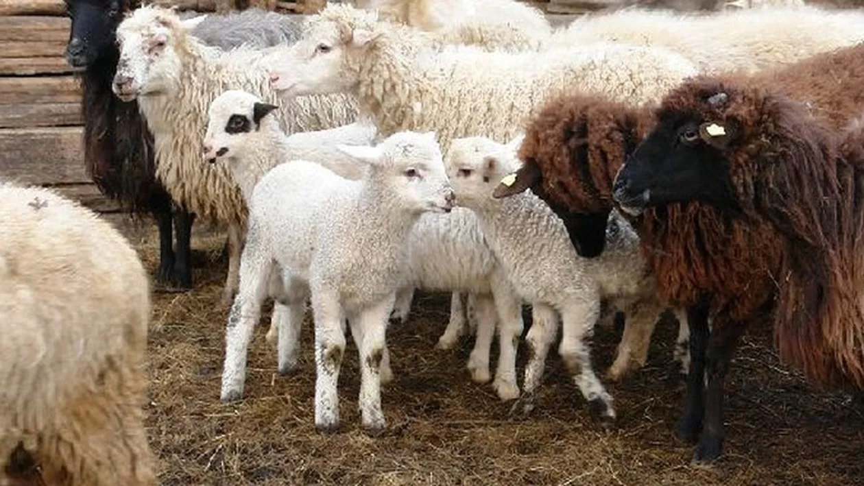 CORONAVIRUS. Ciobanii nu au voie cu mieii vii în piețe, de Paște, dar românii pot merge la stână cu declarația pe proprie răspundere