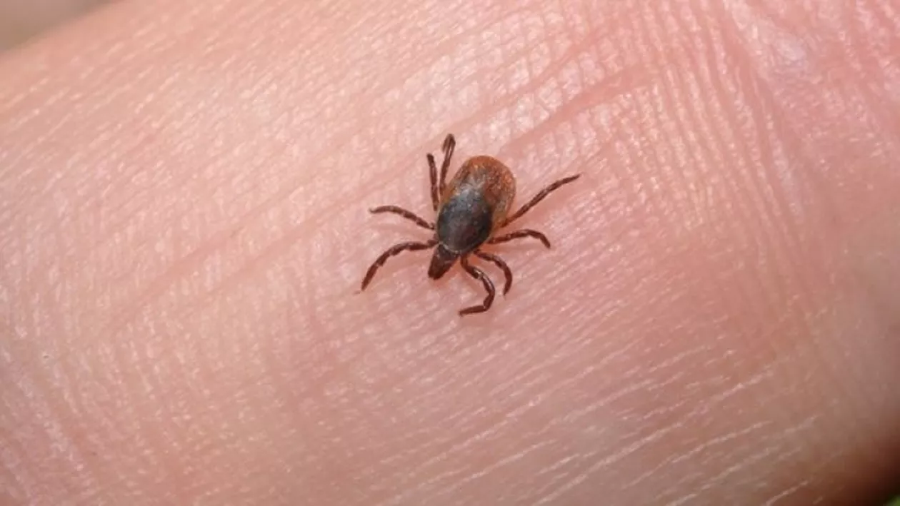 Boala Lyme - cauze, simptome, tratament