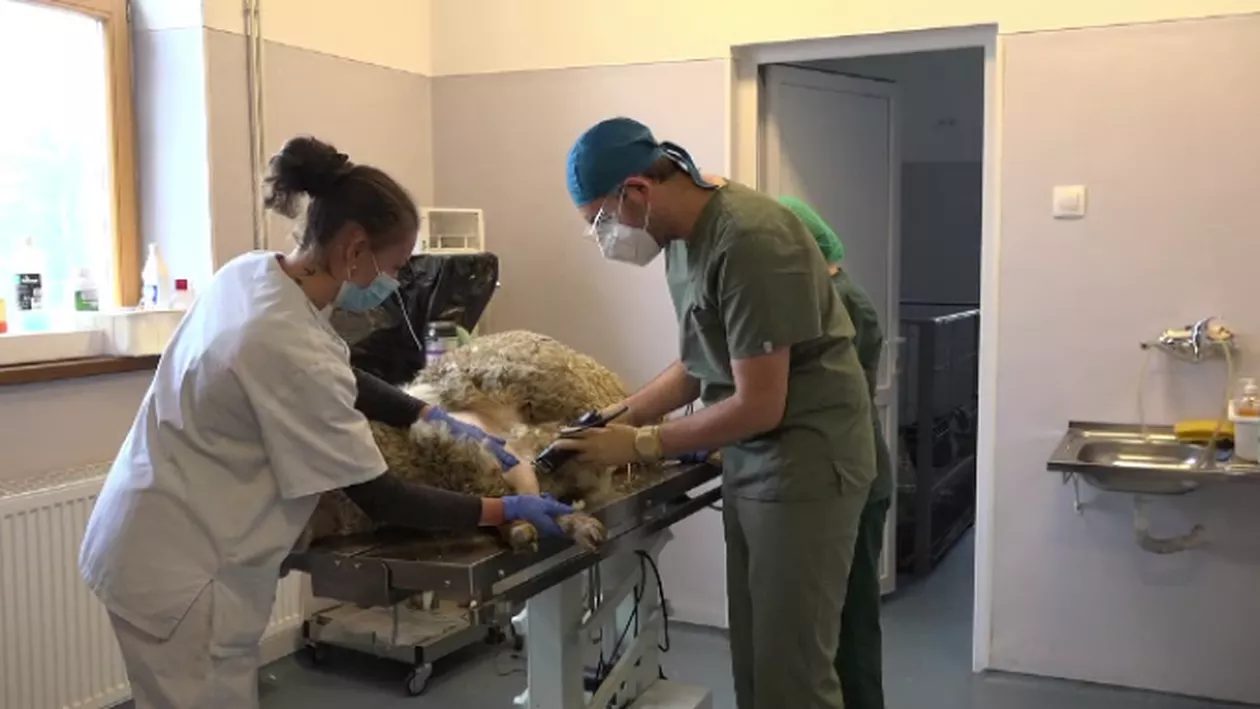 Un ventilator românesc, creat pentru pacienții cu COVID-19, a trecut de testul pe animale de talie medie