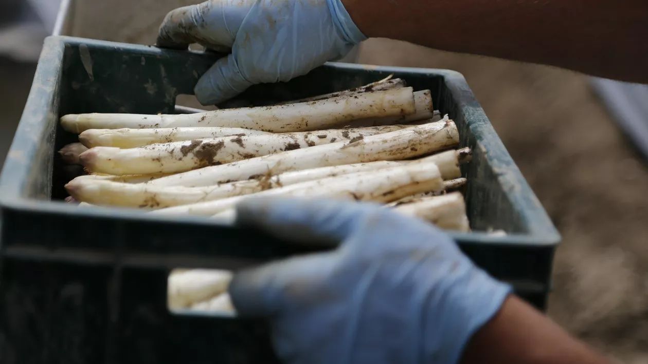 Germania se redeschide pentru muncitorii sezonieri români. Restricțiile din sector vor fi relaxate din 16 iunie