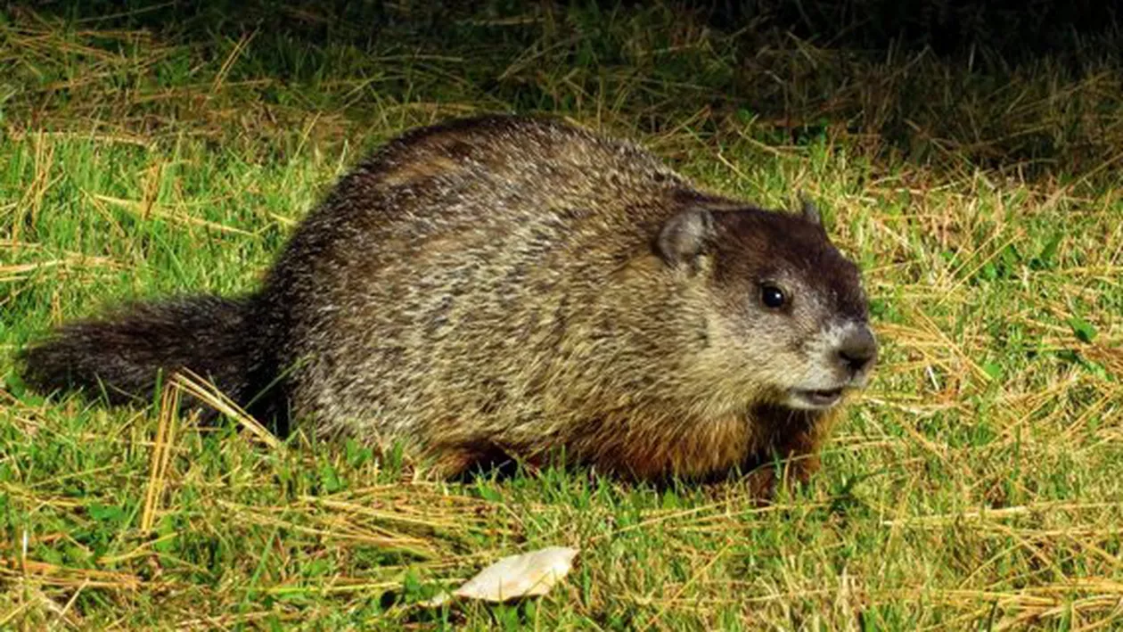 Rusia: Autoritățile au început să testeze marmotele de teama răspândirii ciumei bobonice