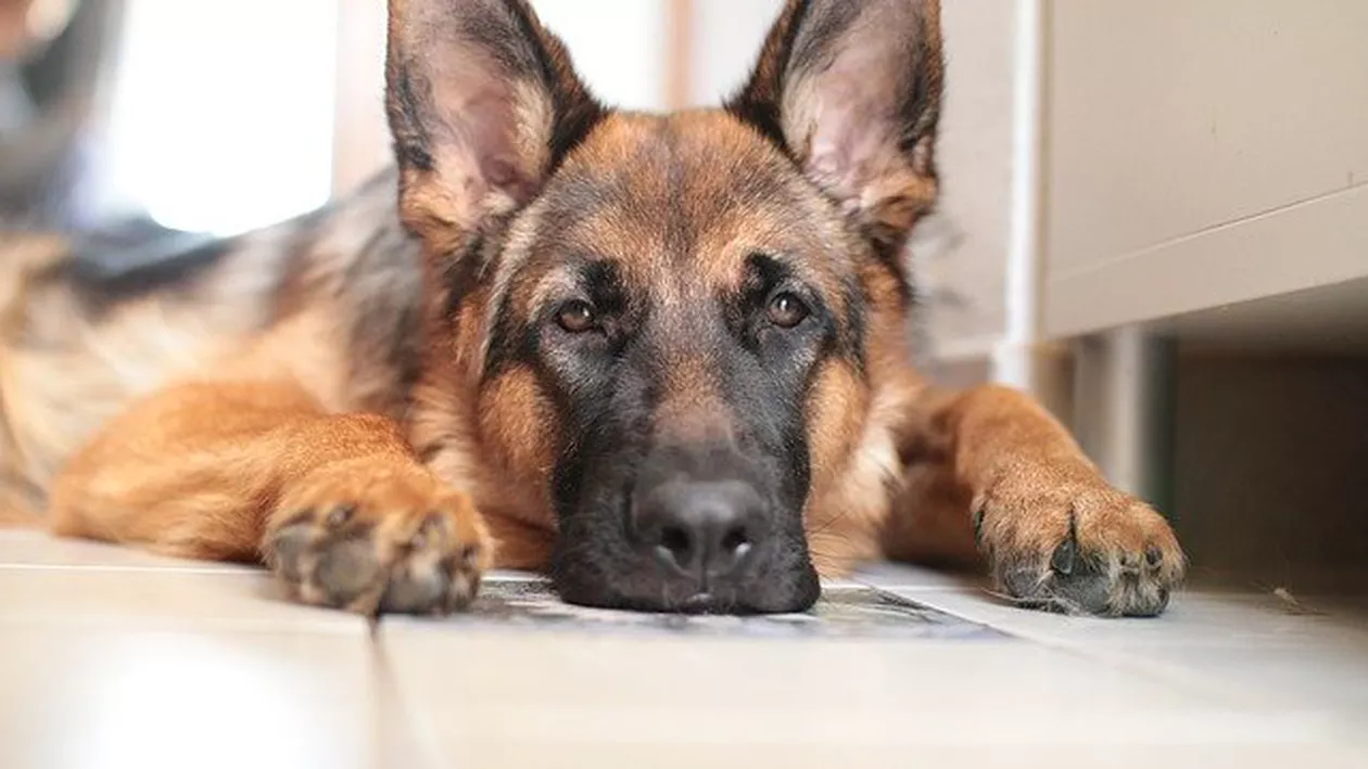 CORONAVIRUS | Buddy, primul câine testat pozitiv în SUA, a murit