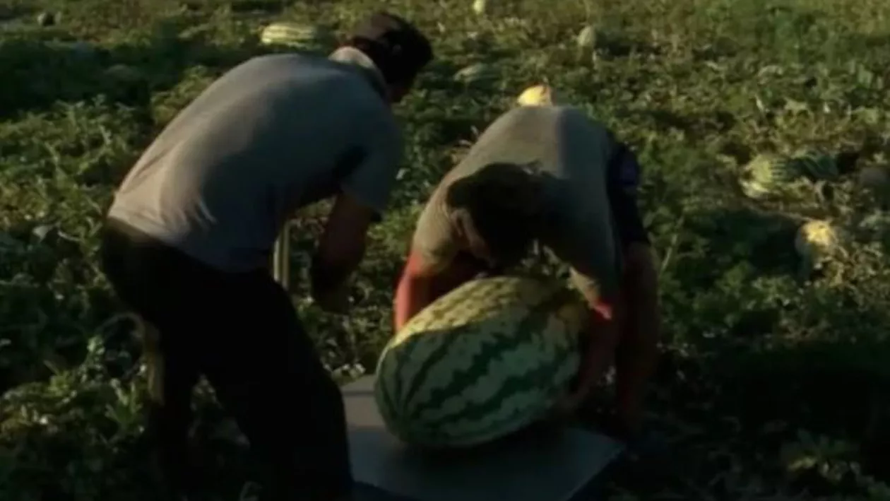 Pepeni RECORD de peste 60 de kg! Cum arată şi cine îi produce (FOTO)