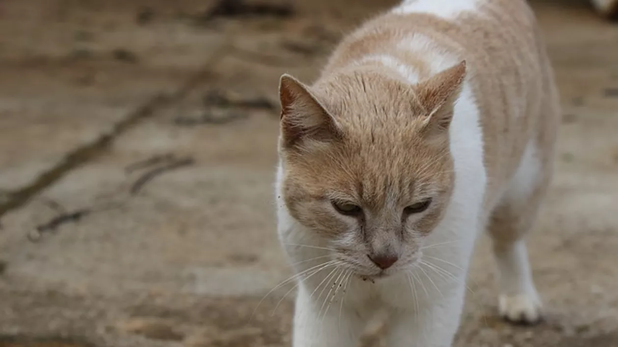 Un bărbat a fost amendat după ce a lovit o pisică. „Felina a fost cea care m-a rănit”