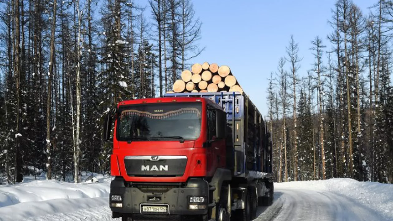 IGPR: Aproape 1.000 de persoane cercetate pentru infracțiuni silvice în ultimele șapte luni