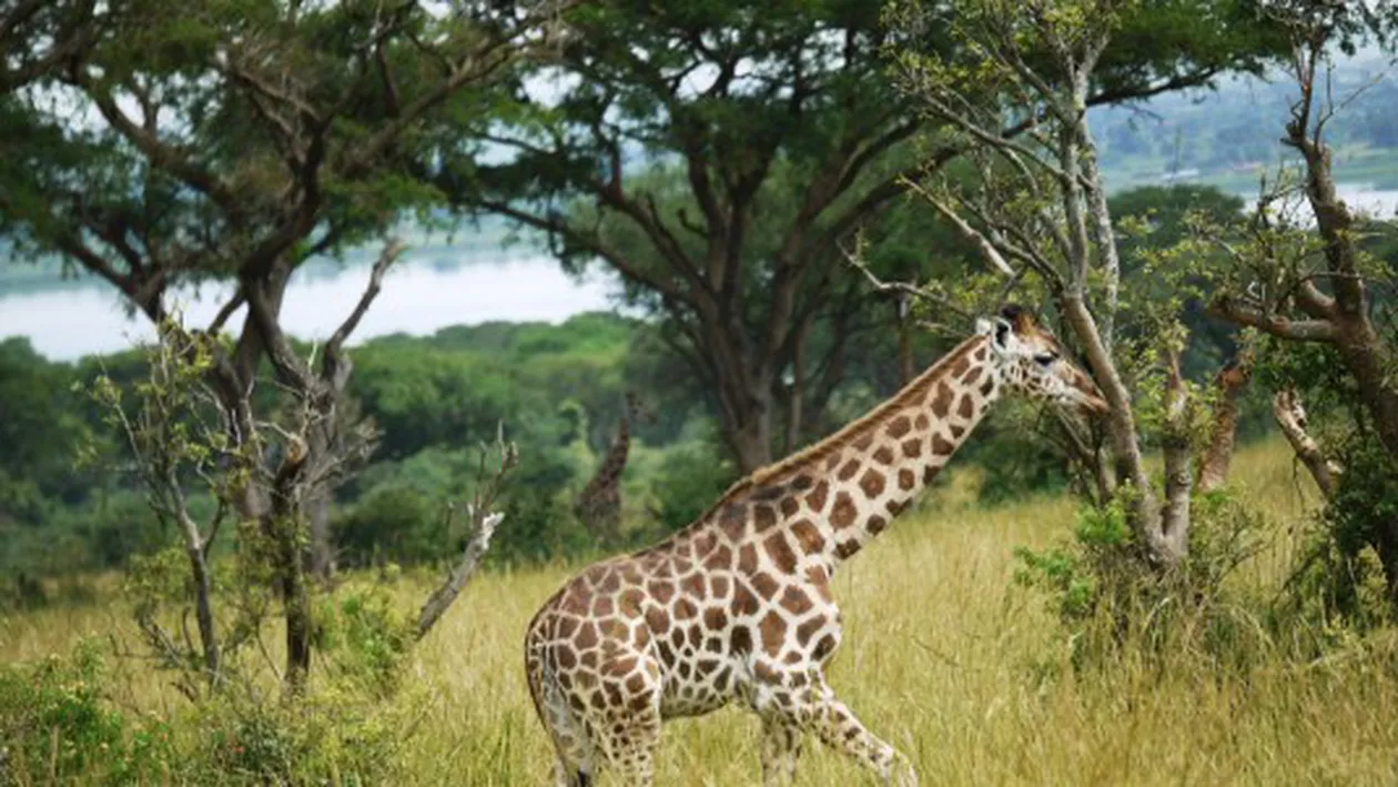 Pe teritoriul României au trăit maimuțe, girafe, rinoceri și tigri. Cel mai mare sit fosilifer din Europa de Est, descoperit la Vâlcea