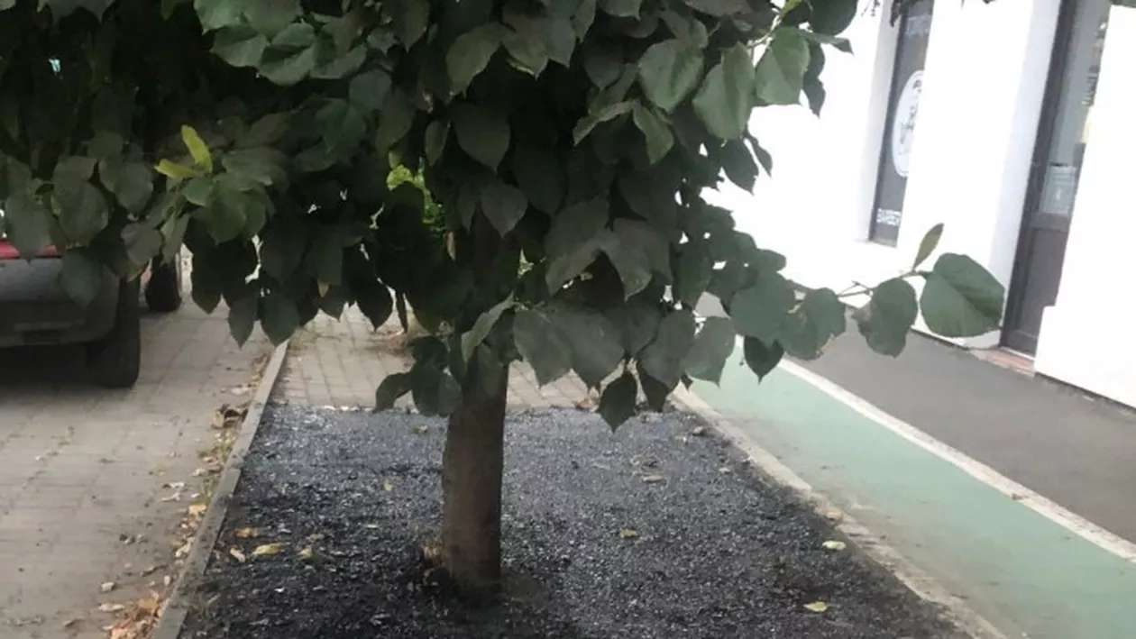 Dorel de Timișoara: A turnat asfalt la rădăcina copacului