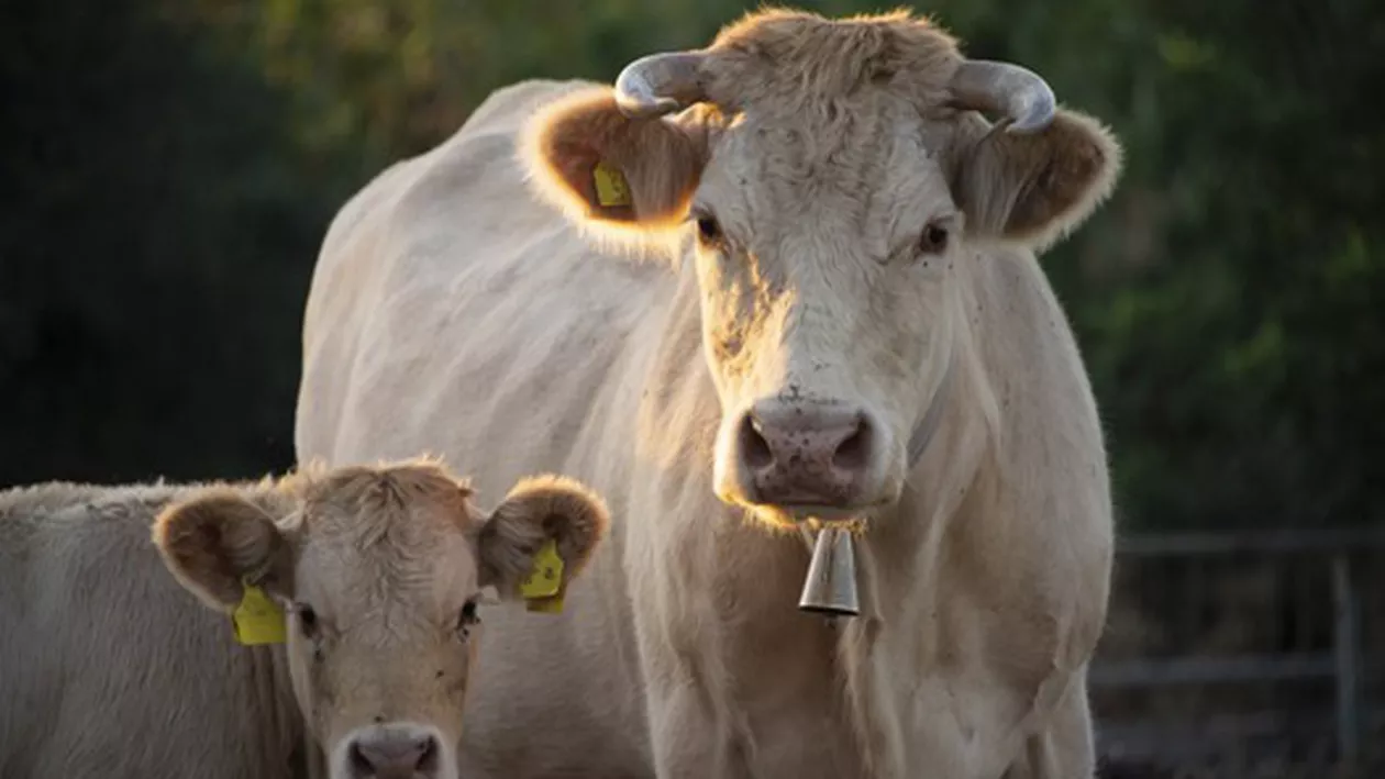 Măsuri de sprijin pentru crescătorii de animale, afectați de criza provocată de pandemia de COVID-19: Ce categorii de fermieri pot beneficia de ajutor de la stat
